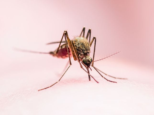 Tafenoquine Tablets Now Available in US as First Prescription Drug for Malaria Prevention